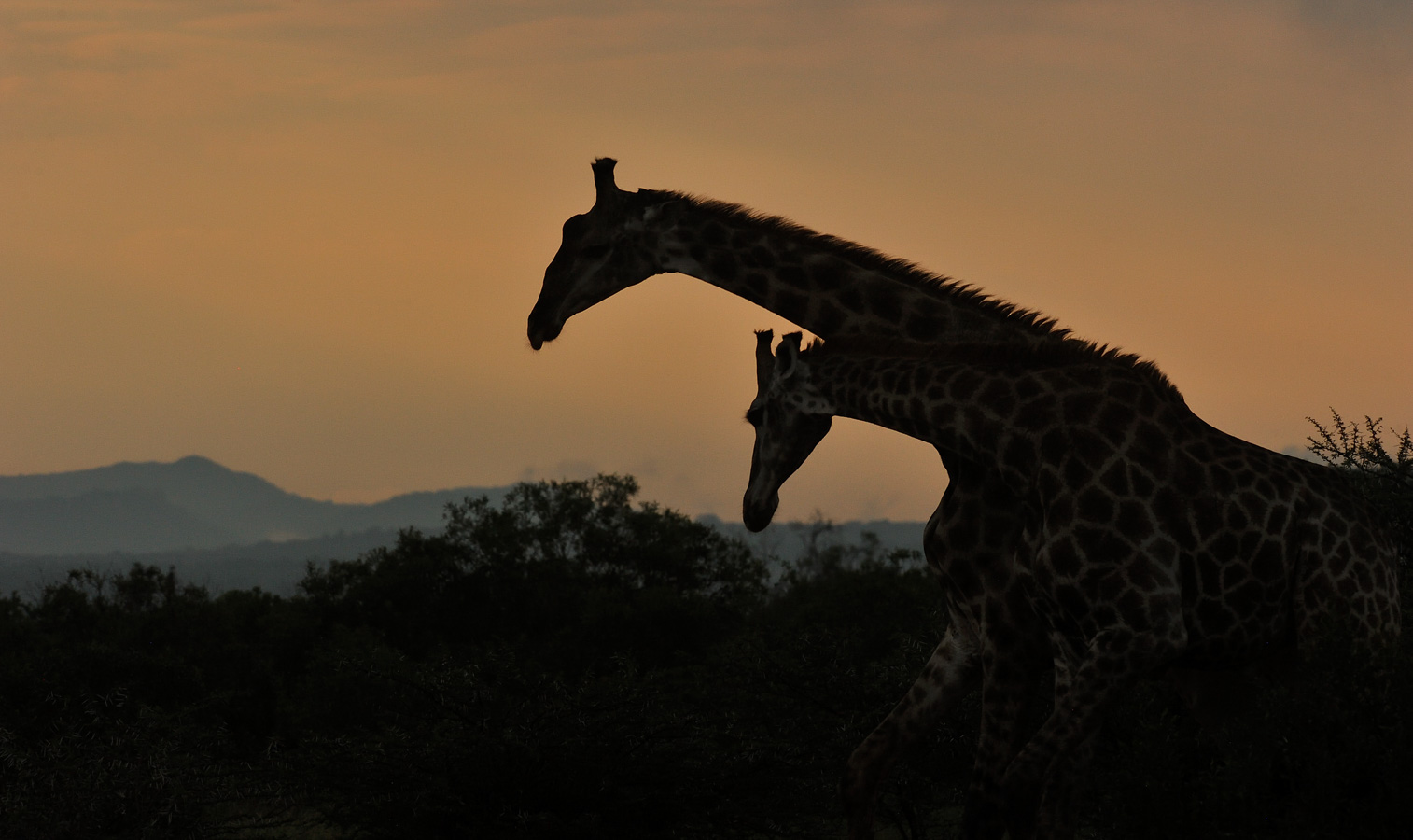 Giraffa giraffa giraffa [280 mm, 1/500 sec at f / 11, ISO 1600]